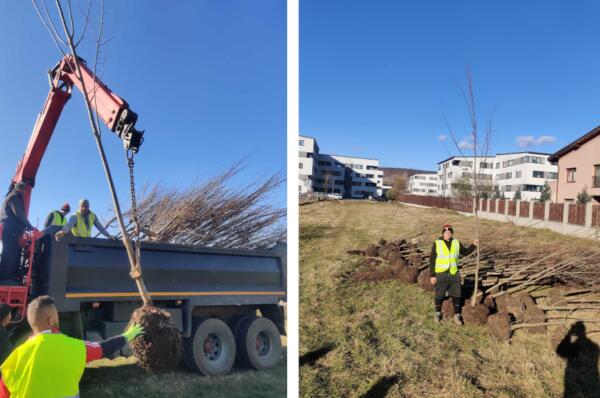Florestiul planteaza 300 de arbori. Care sunt strazile beneficiare
