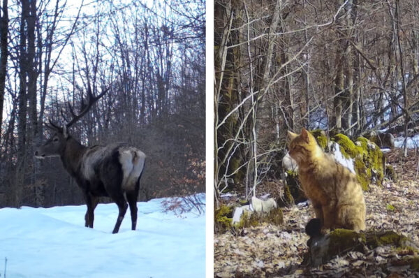 Imagini superbe cu râși, cerbi, caprioare, lupi si pisici salbatice surprinse in Parcul Natural Apuseni