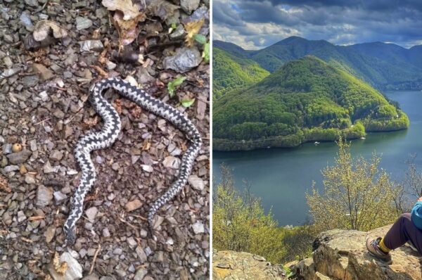 Vipere pe traseul de la Piatra Corbilor, in apropiere de Tarnita. Ce putem face in cazul unei muscaturi?!