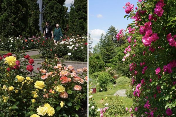 Trandafirii din Gradina Botanica Cluj sunt in punctul de maxima inflorire. Program & Galerie FOTO
