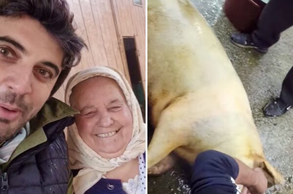 Bunica Lenuta taie astazi porcul impreuna cu actorul Bob Radulescu. 😃 VIDEO