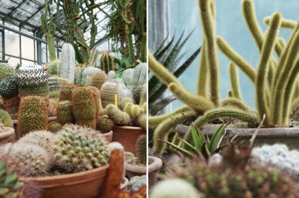 Clujenii pot vizita la Gradina Botanica diferite plante in zona Serelor Mari. Din 1 martie se trece la un nou program. Galerie FOTO