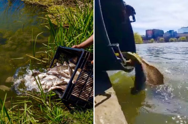 Lacurile Gheorgheni de langa Iulius Mall au fost populate astazi cu 1000 kg de crap.