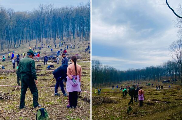 Zeci de voluntari au plantat o padure de puieti la Bunesti, Cluj!