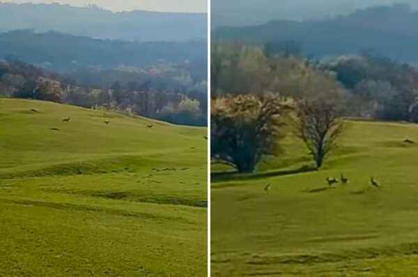 Cârd de căprioare superb surprins pe dealurile din Cluj-Napoca in zona Borhanci. VIDEO