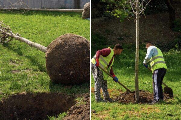 Peste 1200 de arbori balot vor fi plantați în această toamnă la Cluj! FOTO
