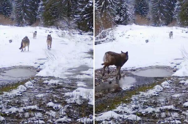 Romsilva a surprins o haită de lupi în Parcul Natural Apuseni. Cum au reacționat lupii la sesizarea camerei de monitorizare. VIDEO.