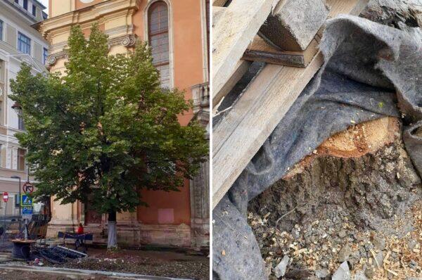 Clujenii sunt revoltați pe administrația locală după ce arborele din fața Bisericii Piariste a fost tăiat.