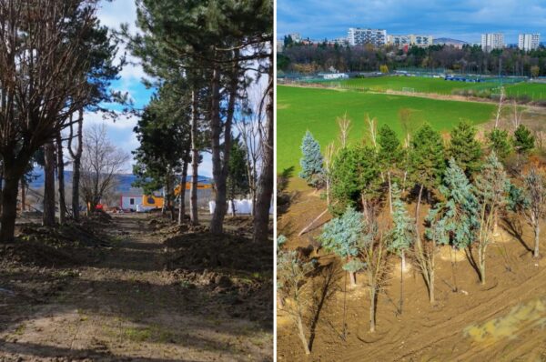 VIDEO: Copacii Carbochim se păstrează. Revin în același loc, într-un nou parc deschis către Someș, parte din proiectul de reconversie a fostei platforme industriale. Galerie FOTO