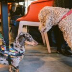 Câini în lesă la un eveniment pet-friendly