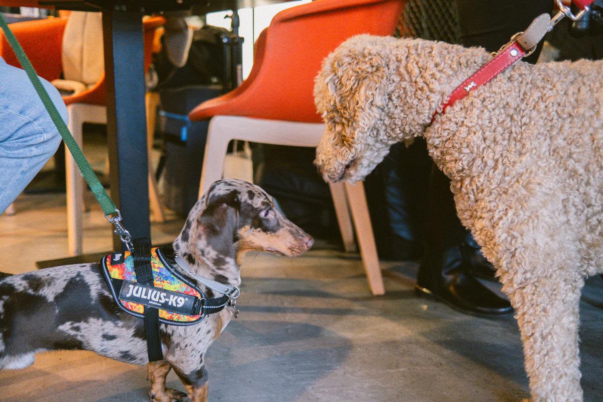 Câini în lesă la un eveniment pet-friendly